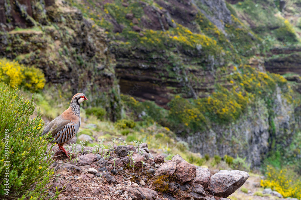 Fototapeta premium Partridge contemplating the view, Portugal