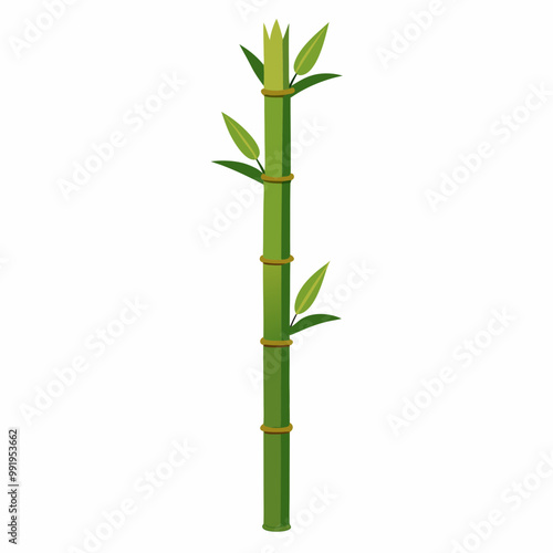 bamboo isolated on white