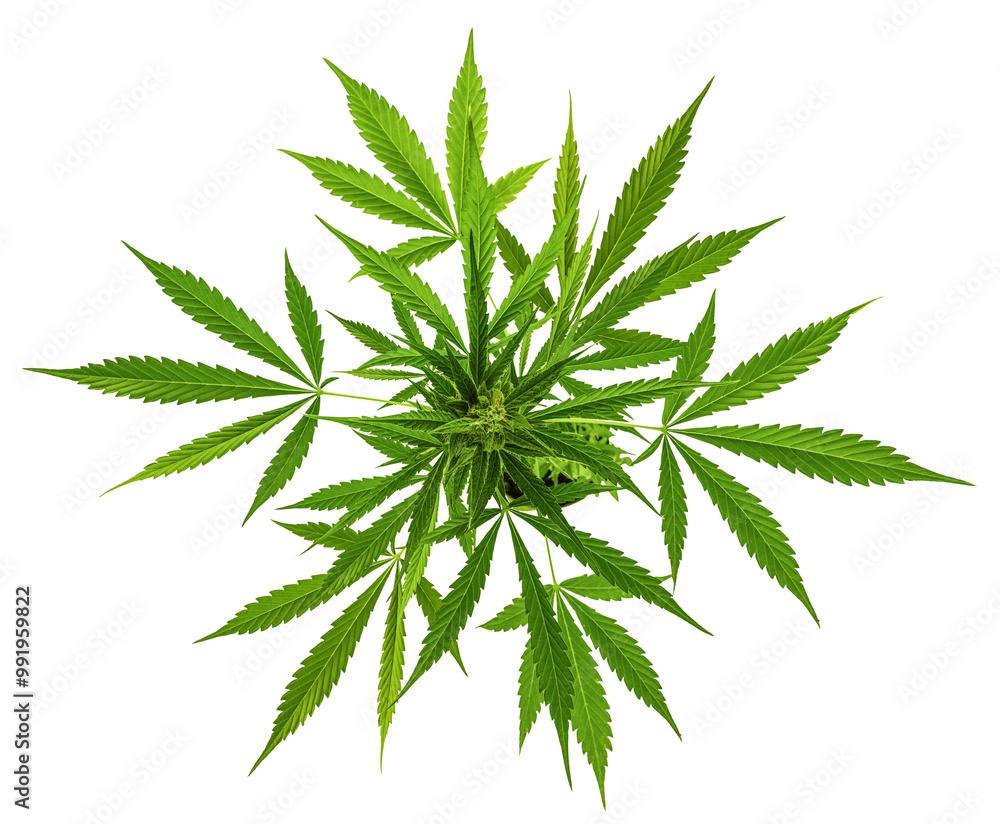 Growing marijuana in the pot, cannabis plants isolated on white background with clipping path.