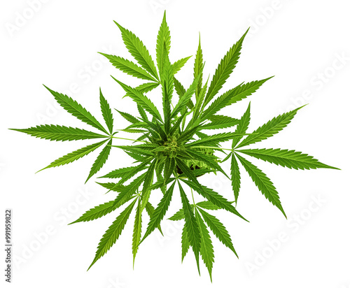 Obraz na płótnie Growing marijuana in the pot, cannabis plants isolated on white background with clipping path. w salonie