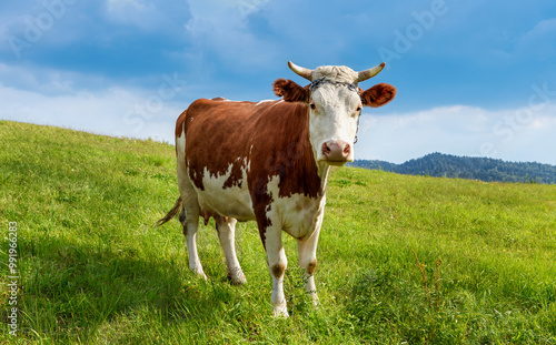 A cow in a clean and ecological mountain environment