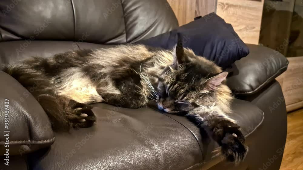 Maine coon tabby cat sleeping indoor on leather couch, feline resting Maine coon tabby cat sleeping indoor on leather couch, feline resting