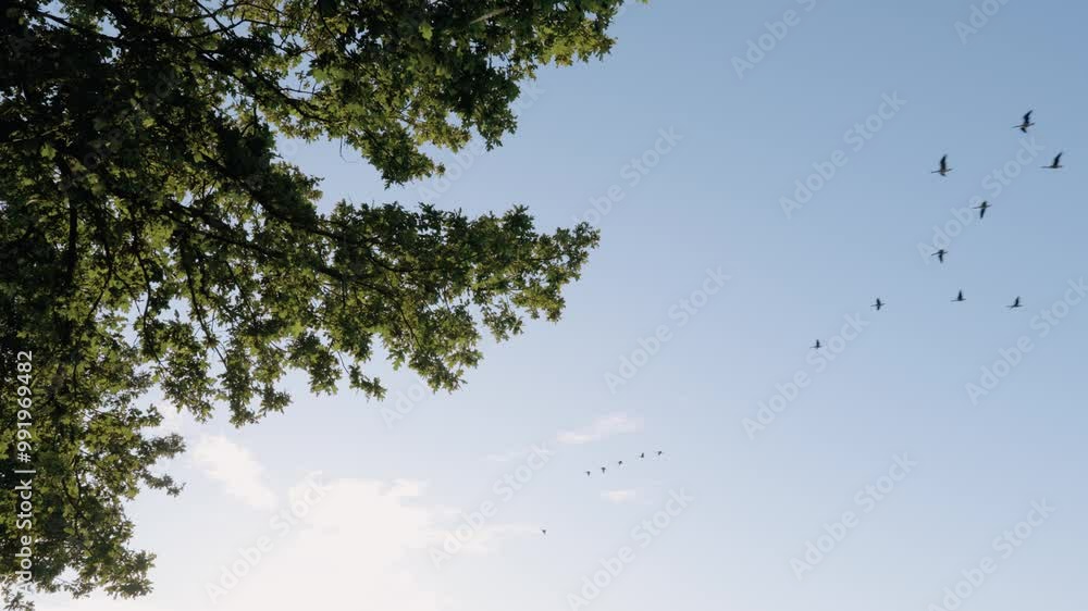 Flock Of Geese Flying Against The Bright Sky In Summer. - low angle shot Flock Of Geese Flying Against The Bright Sky In Summer. - low angle shot