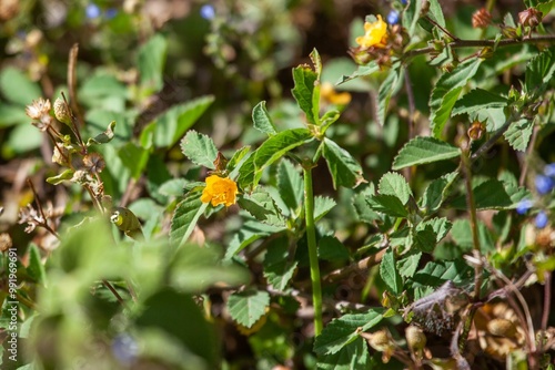 Foliage and flowers of an arrowleaf sida, Sida rhombifolia photo