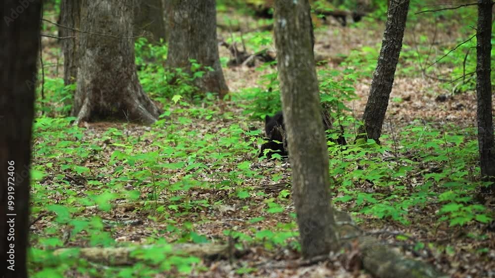 Black bear cubs playing in the forest with their mother nearby in Cades Cove, Great Smoky Mountains National Park Black bear cubs playing in the forest with their mother nearby in Cades Cove, Great Smoky Mountains National Park