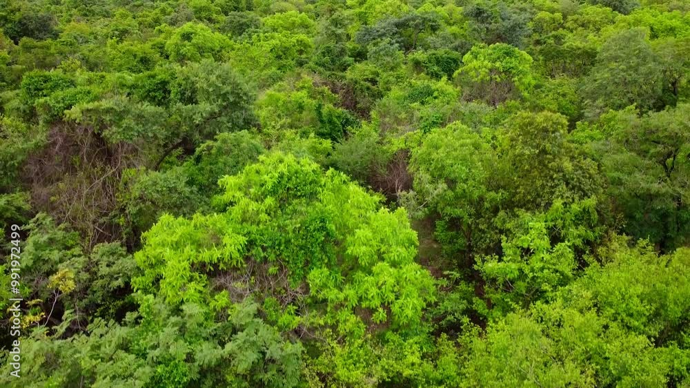 Aerial ascending view of thick forest canopy in Africa - closeup Aerial ascending view of thick forest canopy in Africa - closeup