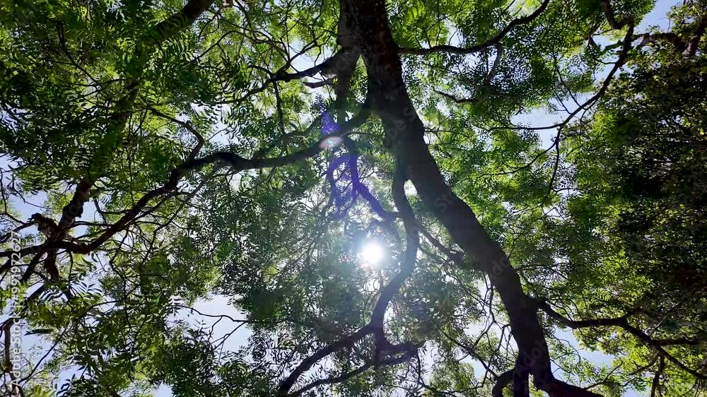 Sunlight peeks through the dense branches of a leafy tree, creating a peaceful, zen-like atmosphere in a serene forest setting.