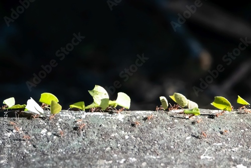 Leafcutter ants, Atta cephalotes, carrying leaf segments