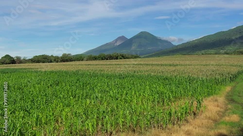 Tilt revealing a lush cornfield, with Pacaya Volcano in the distance under a clear sky, Guatemala. photo