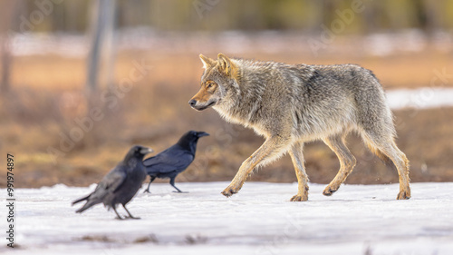 Eurasian Wolf walking with two raven