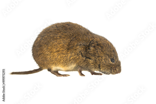Quadro su tela Side view Field vole on white background
