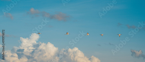 birds flying in the sky