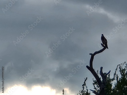 bird in a tree