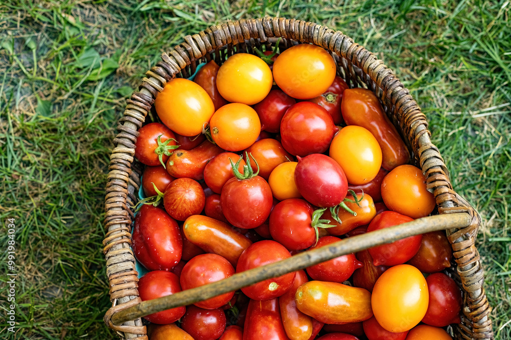 Wicker basket full of red ripe juicy tomatoes on the green grass Wicker basket full of red ripe juicy tomatoes on the green grass
