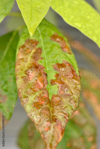 Sick Avocado Persea americana plant with leaves turning brown close up detail