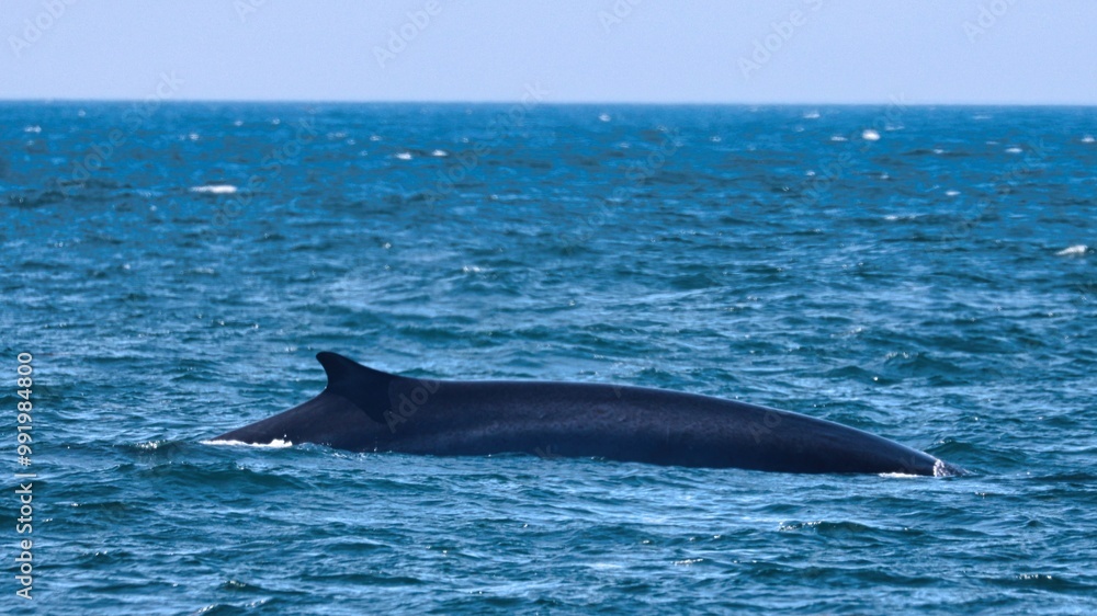Fototapeta premium Bar Harbor, Maine USA