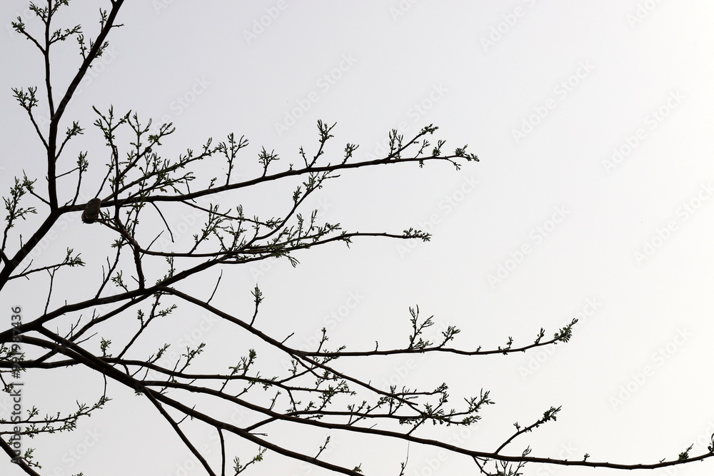 A branch of a tall tree against the blue sky. A branch of a tall tree against the blue sky.