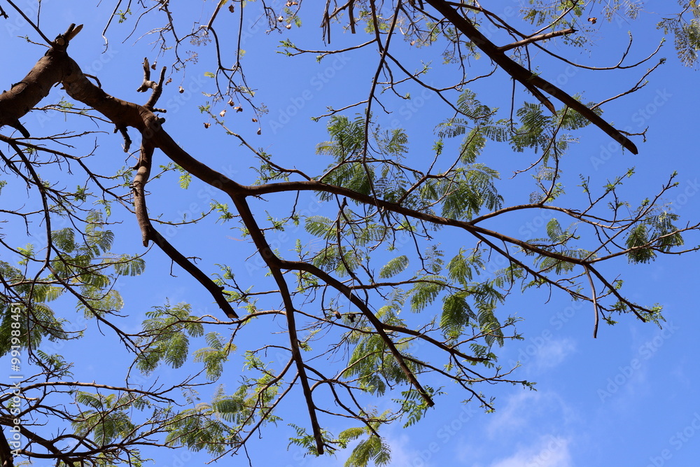 A branch of a tall tree against the blue sky. A branch of a tall tree against the blue sky.