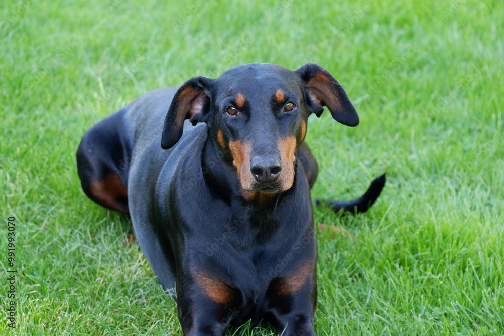 Doberman dog posing in the garden Doberman dog posing in the garden