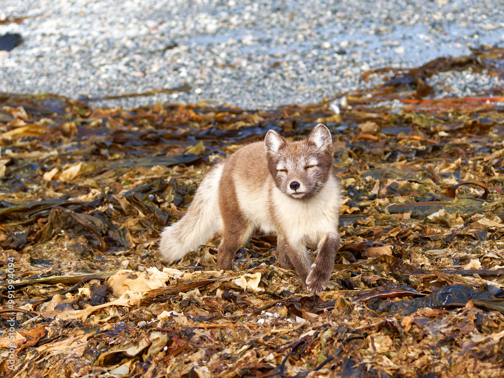 Fototapeta premium Arctic Fox Cub during the Summer, Gnålodden, Hornsund fjord, Spitzbergen, Svalbard