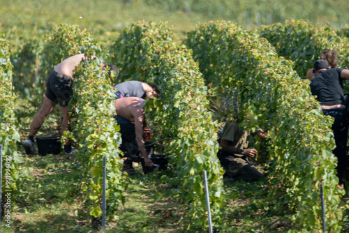 Seasonal workers harvesting ripe chardonnay wine grapes on Cote des Blancs, harvest on green grand cru vineyards near Oger and Mesnil-sur-Oger, Champagne, France