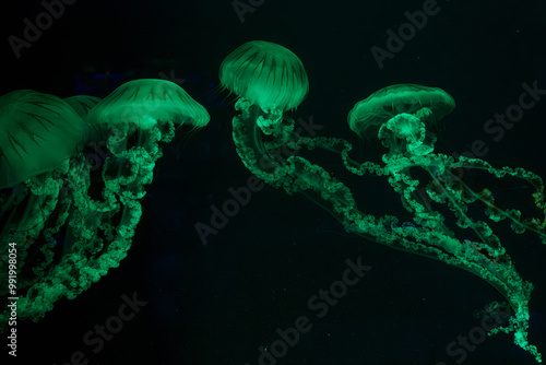 Four Jellifish South american sea nettle, Chrysaora plocamia swimming in aquarium tank with green neon illumination. Aquatic organism, animal, undersea life, biodiversity photo