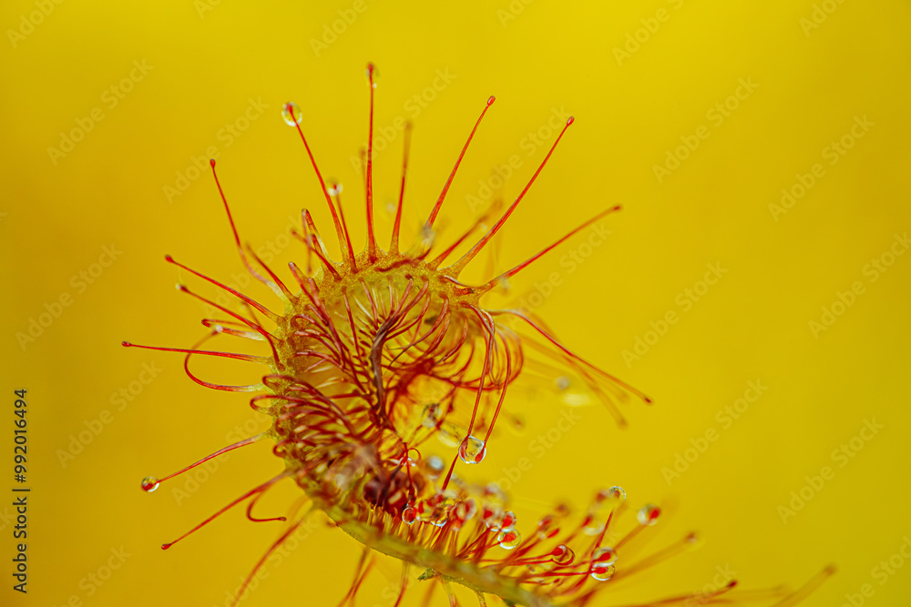 Close-up macro image of a carnivorous sundew plant showcasing its vibrant red tentacles covered in glistening dew-like droplets against a soft green background. Close-up macro image of a carnivorous sundew plant showcasing its vibrant red tentacles covered in glistening dew-like droplets against a soft green background.