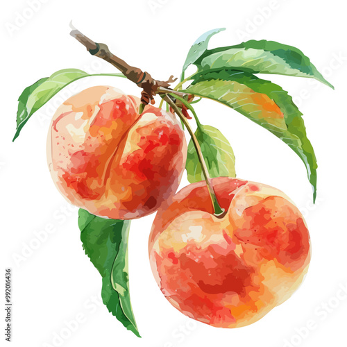 Watercolor vector of peach, isolated on a white background, and peach vector