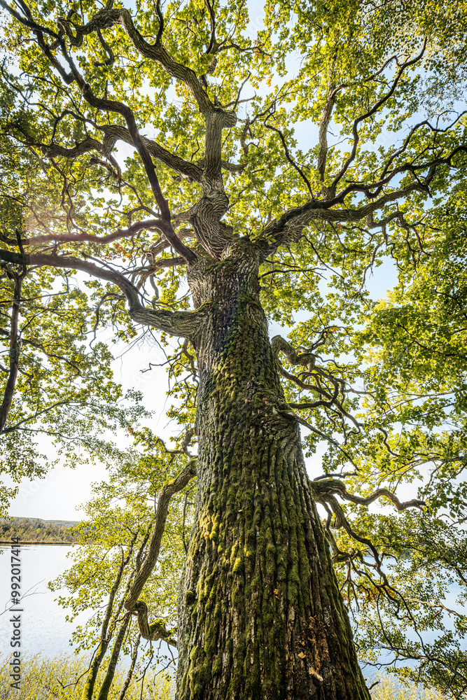 Fototapeta premium A low-angle view of a tree canopy with twisting branches covered in lush green leaves, set against a clear blue sky. The sunlight filters through the leaves