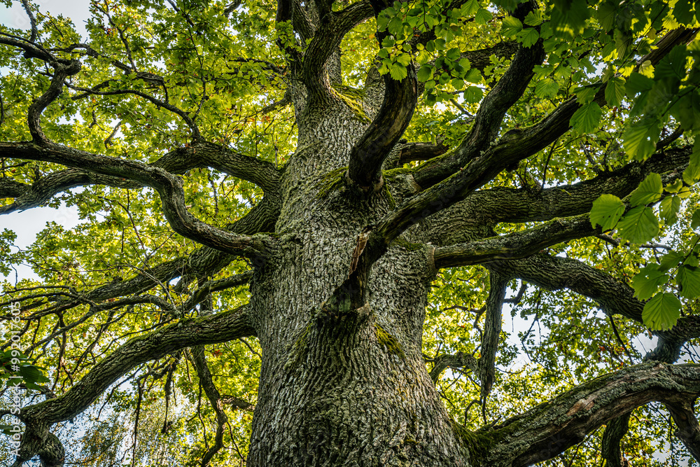 A majestic oak tree seen from the base, its thick trunk covered in moss and reaching up into a canopy of vibrant green leaves. The branches spread wide against a bright sky. A majestic oak tree seen from the base, its thick trunk covered in moss and reaching up into a canopy of vibrant green leaves. The branches spread wide against a bright sky.