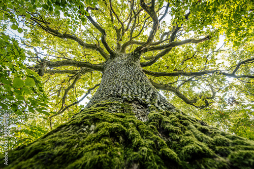 Fototapet A majestic oak tree seen from the base, its thick trunk covered in moss and reaching up into a canopy of vibrant green leaves