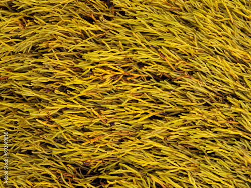 macro close up of hannelled wrack seaweed (Pelvetia canaliculata) from the Cantabrian Sea (Galicia - Spain) at low tide