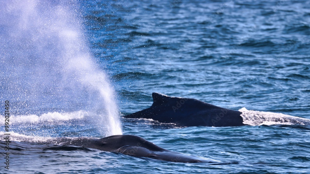 Fototapeta premium Bar Harbor, Maine USA