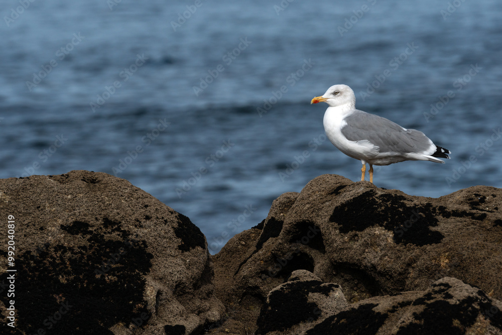 Yellow legged Gull (Larus michahellis) on the rocks with the Atlantic Ocean in the background Yellow legged Gull (Larus michahellis) on the rocks with the Atlantic Ocean in the background