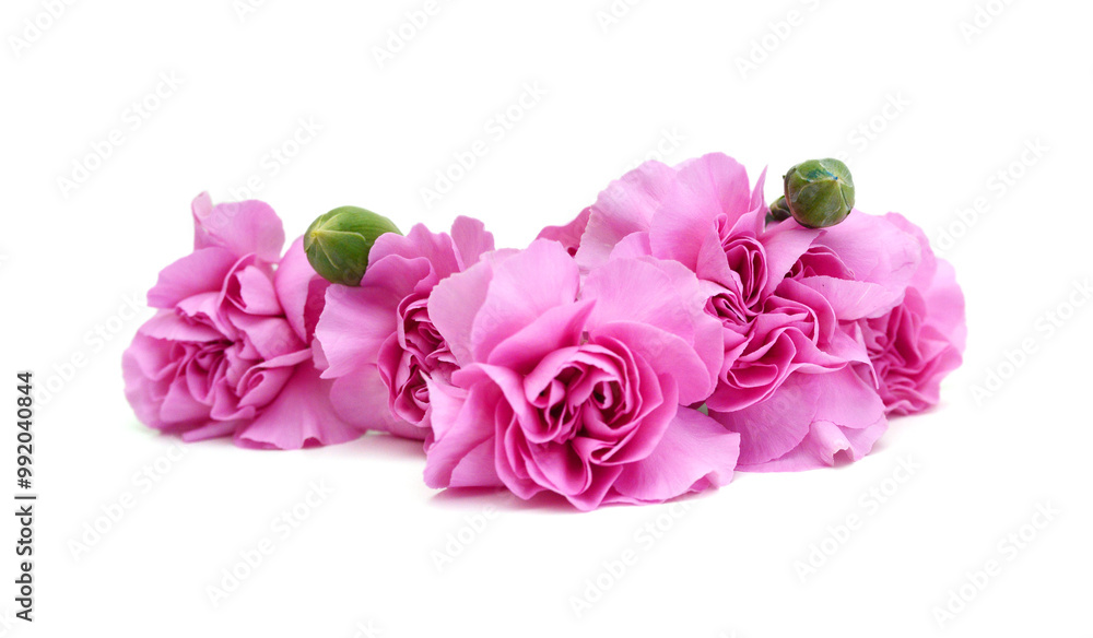 Decorative red and pink carnation flowers on white Decorative red and pink carnation flowers on white