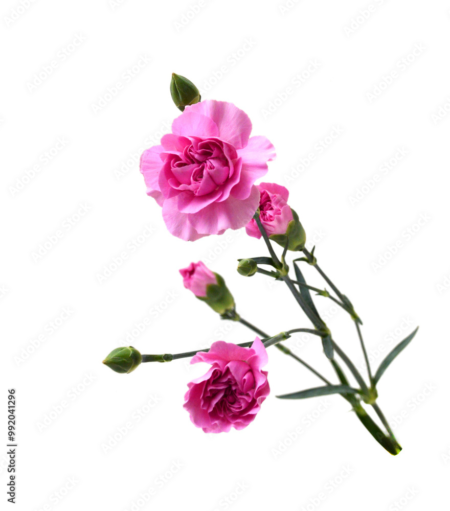 Decorative red and pink carnation flowers on white Decorative red and pink carnation flowers on white