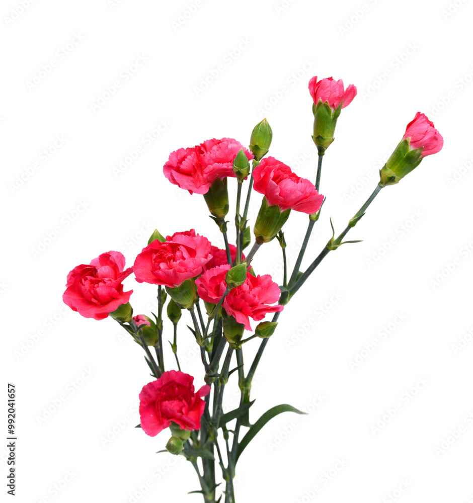 Decorative red and pink carnation flowers on white Decorative red and pink carnation flowers on white