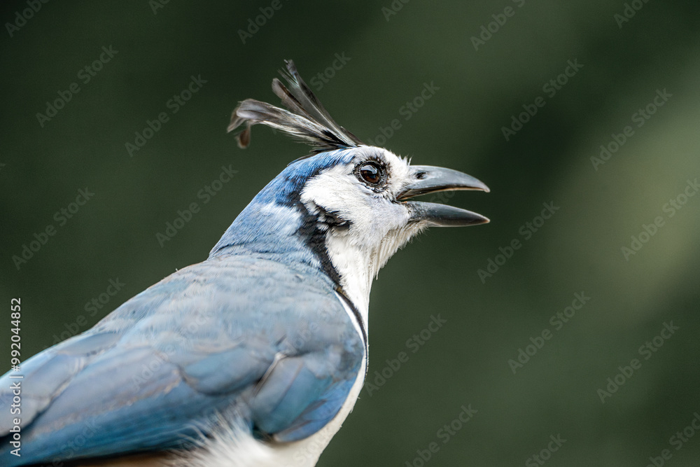 Fototapeta premium blue jay bird in Costa rica funny weird animal portrait