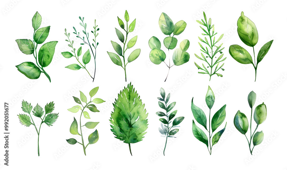 Watercolor illustration of leaves Watercolor illustration of leaves