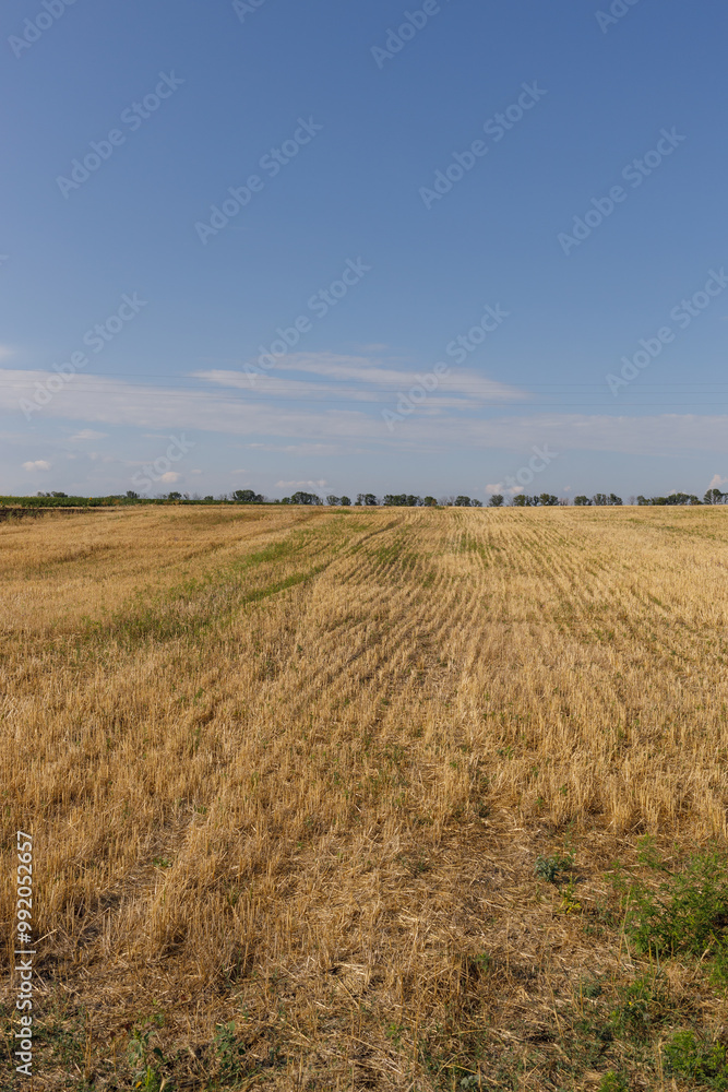 stubble, harvested field of wheat or barley, stubble, in summer, under a blue sky stubble, harvested field of wheat or barley, stubble, in summer, under a blue sky