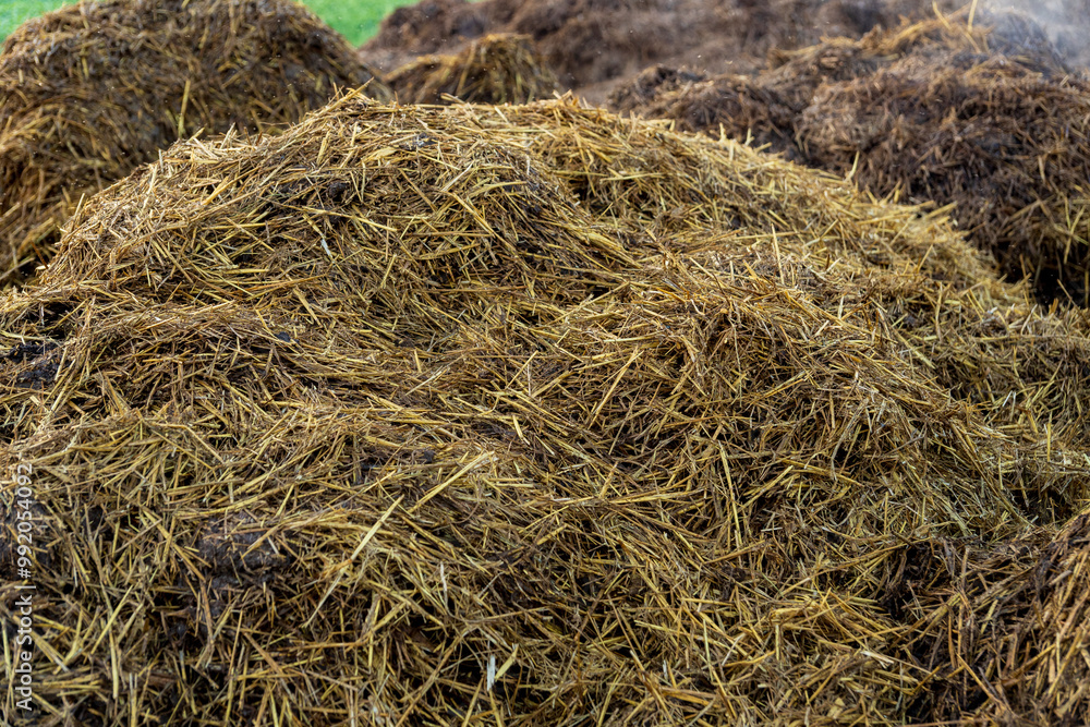 A large mound of fresh manure is prominently displayed at a farm, highlighting its potential as an organic fertilizer to enrich the soil for upcoming planting A large mound of fresh manure is prominently displayed at a farm, highlighting its potential as an organic fertilizer to enrich the soil for upcoming planting