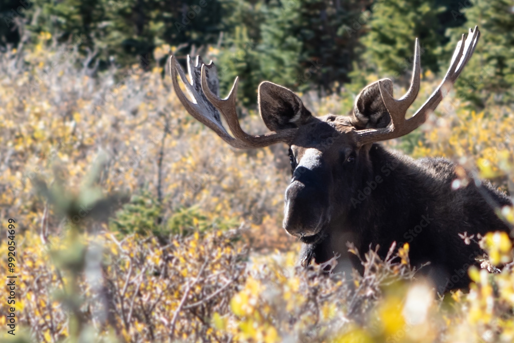 Bull Moose looking directly at camera in prairie at Brainard Lake in the Rocky Mountains of Colorado Bull Moose looking directly at camera in prairie at Brainard Lake in the Rocky Mountains of Colorado