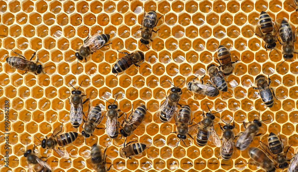 Summer activities of bees inside the hive. Bees create wax honeycombs and convert nectar into honey.
Summer activities of bees inside the hive. Bees create wax honeycombs and convert nectar into honey.