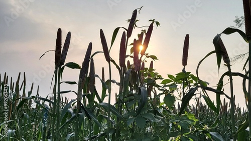 The millet crops and behind them the sun's light.