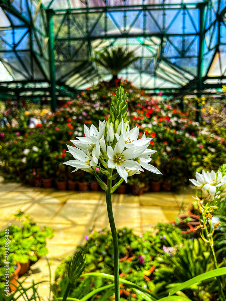 flowers in a greenhouse flowers in a greenhouse