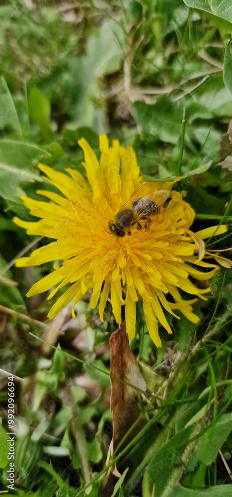 honey bee eusocial flying insect within the genus Apis of bee clade, all native to Eurasia known for their construction of perennial colonial nests wax collecting from dantelions taraxacum officinale honey bee eusocial flying insect within the genus Apis of bee clade, all native to Eurasia known for their construction of perennial colonial nests wax collecting from dantelions taraxacum officinale