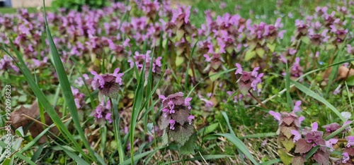 purple dead-nettle) is a plant species known scientifically as Lamium purpureum. It's a common herbaceous plant in the mint family (Lamiaceae), often found in temperate regions of Europe and Asia