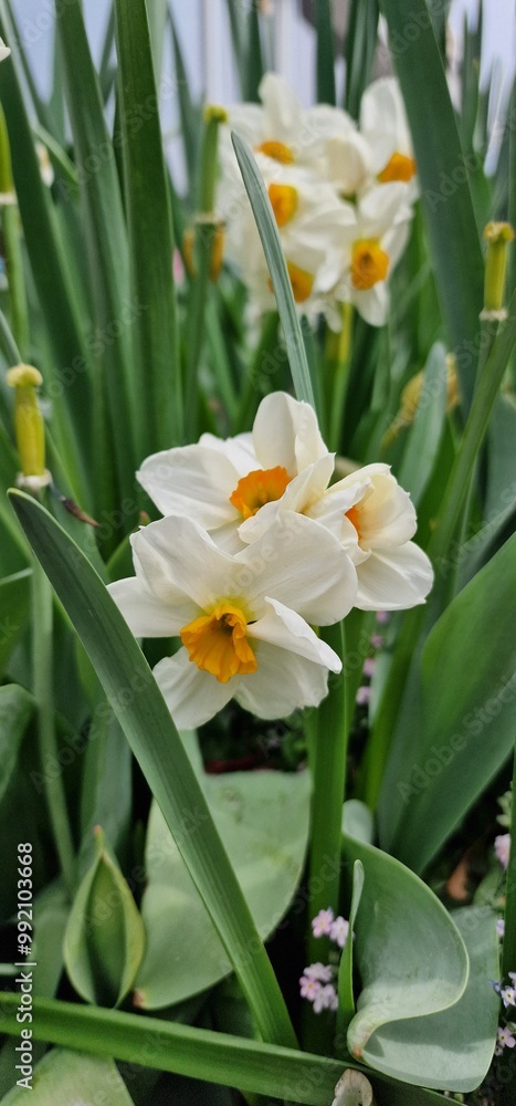 Narcissus is a genus of predominantly spring flowering perennial plants of the amaryllis family, Amaryllidaceae. Various common names including daffodil, narcissus and jonquil, are used to describe al