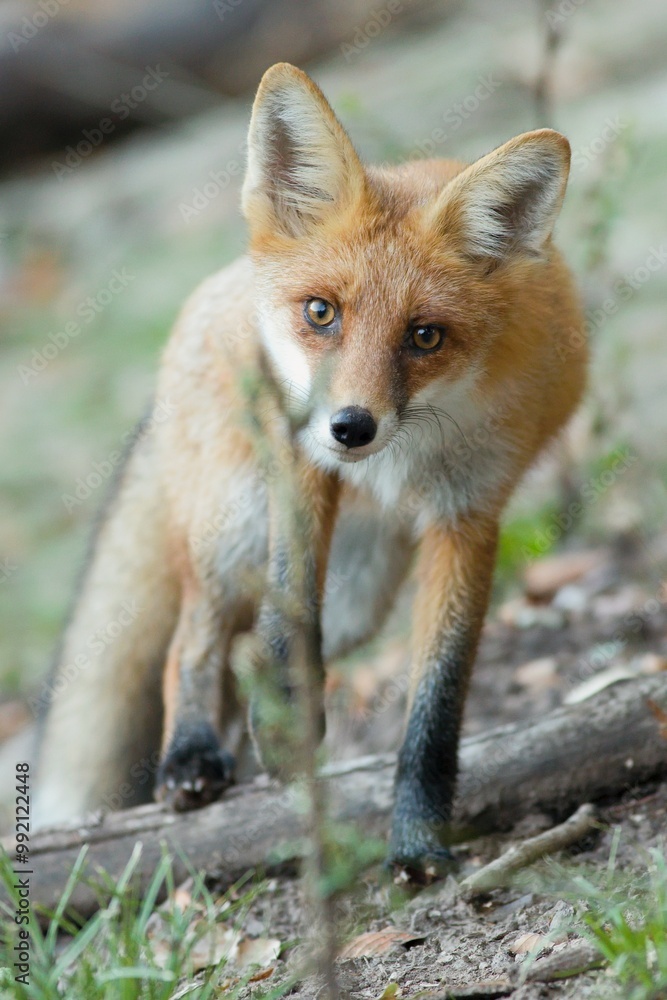 Close-up portrait of a curious little red fox (Vulpes vulpes) staring right into the camera. Close-up portrait of a curious little red fox (Vulpes vulpes) staring right into the camera.