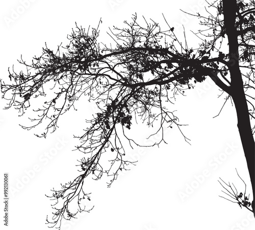 Natural oak tree branches silhouette on a white background.Vector eps 10.                                                                                                                               